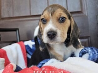 Purebred Beagle puppies – Male #1