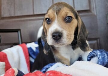 Purebred Beagle puppies – Male #1