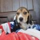 Purebred Beagle puppies – Male #1