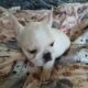 French Bulldog Puppies