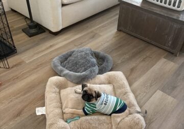 Pug Puppy (Rehoming)