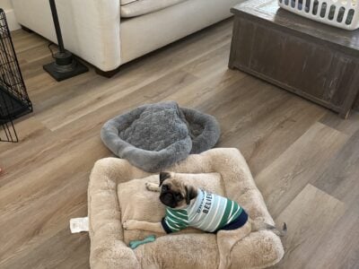 Pug Puppy (Rehoming)