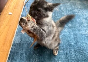 Female Blue Smoke Maine Coon Kitten for sale