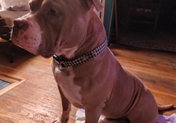 7 Bully/Pit Bull Puppies Born 7/8 Ready on 9/2