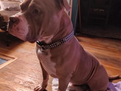7 Bully/Pit Bull Puppies Born 7/8 Ready on 9/2
