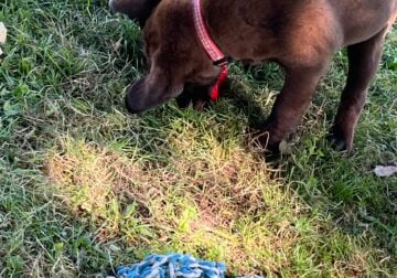 chocolate lab puppies