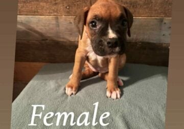 AKC Boxer puppies