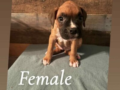AKC Boxer puppies