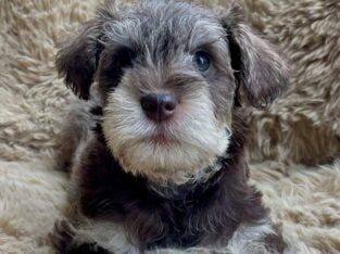 Mini Schnauzers puppies 8 weeks old