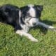 Black Tri Australian Shepherd