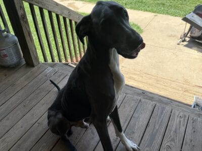 Great Dane male