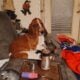 Litter of 8 basset hounds