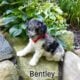 Bentley