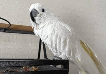 I have an umbrella cockatoo about 16 years of age