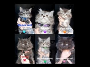 Ready Aug. 1st! Maine CoonDollface Persian Hybrids