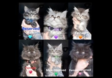 Ready Aug. 1st! Maine CoonDollface Persian Hybrids