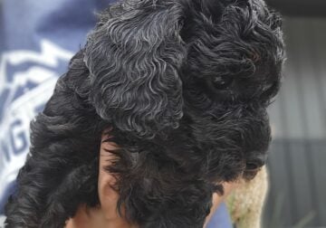 Mini Goldendoodles