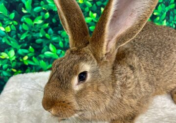 Flemish giant rabbit