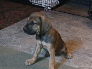 Raj Male CCx/Doberman pup