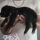 Full blooded cane corso puppies