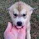 Siberian husky puppies
