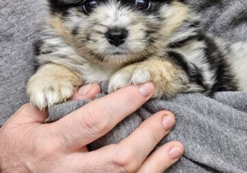 Baby Mini Aussie-Poms, fluffy loves!