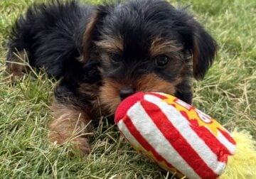 Yorkie puppies female and male haslet tx