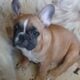 French Bulldog Puppies