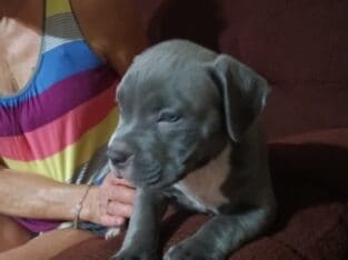 Micro Bully XL pups