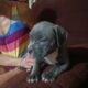 Micro Bully XL pups