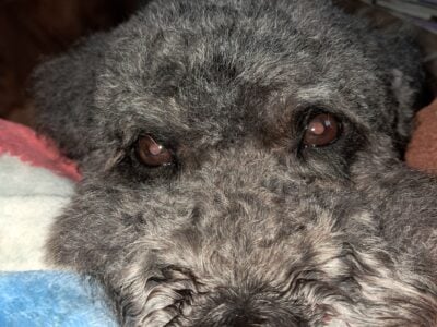 Bernedoodle