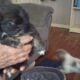 Beautiful shihtzu puppies