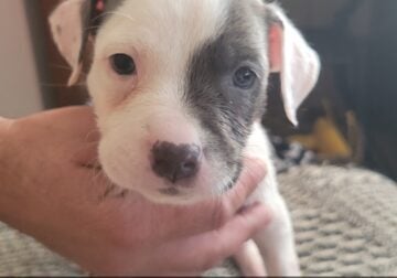 Pitbull Puppies Available