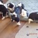 English Springer Spaniel puppies for sale