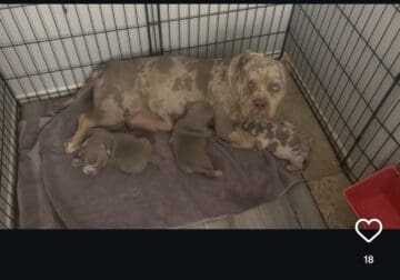 Pocket bully pups