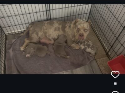 Pocket bully pups