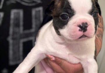 FRENCHTONS