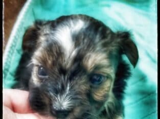 Yorkies