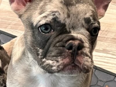 Frenchie 12 weeks old