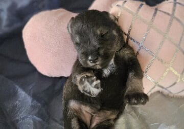 Mini schnauzer – Female 5