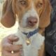 Purebred Beagle puppies – Male #1