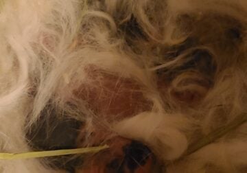 Pedigreed Holland Lop Bunnies