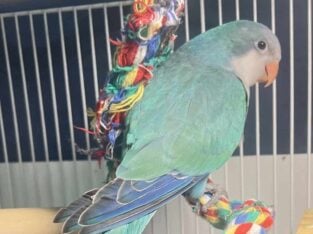 Quaker parrots
