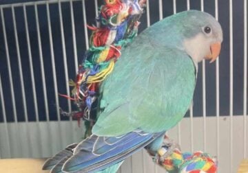 Quaker parrots