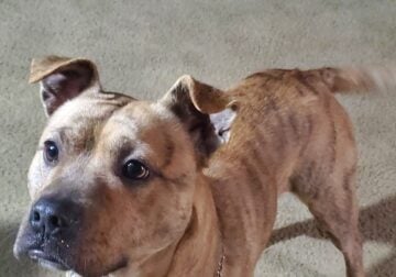 Chiweenie Pit / American Pitbull Terrier mix