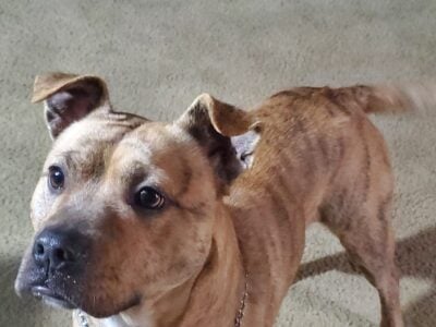 Chiweenie Pit / American Pitbull Terrier mix