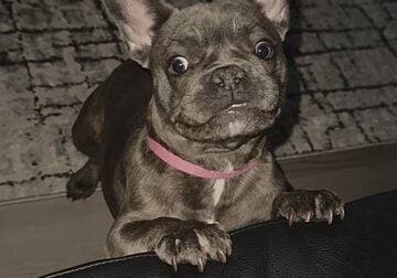 Female frenchie