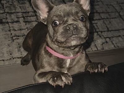 Female frenchie