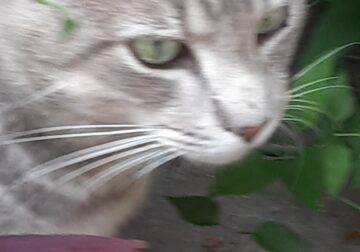 Free male cat