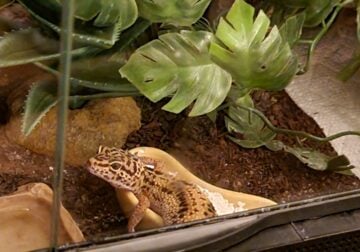 Leopard Gecko